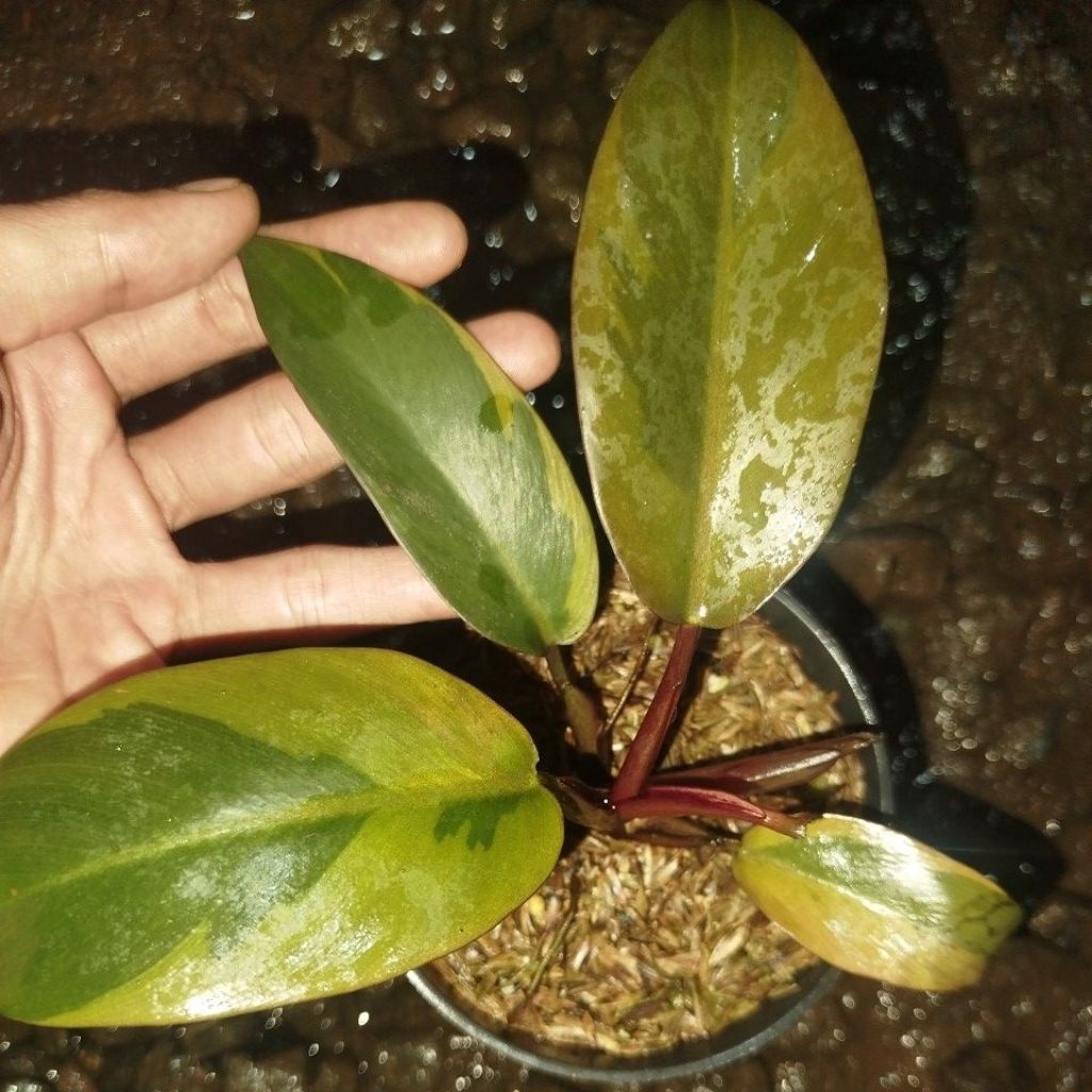 Tanaman Philodendron Black Cardinal Variegata