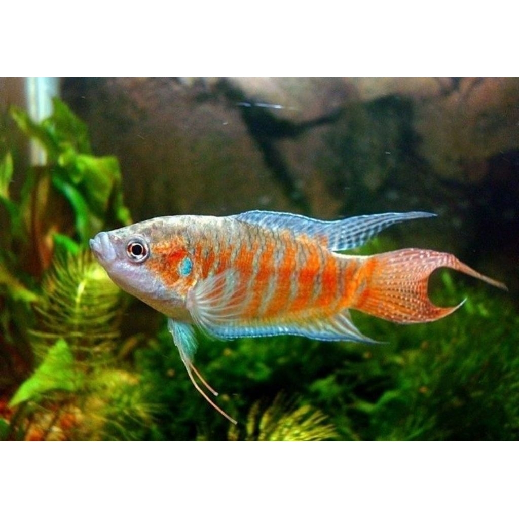 Paradise - Ikan Hias Aquascape