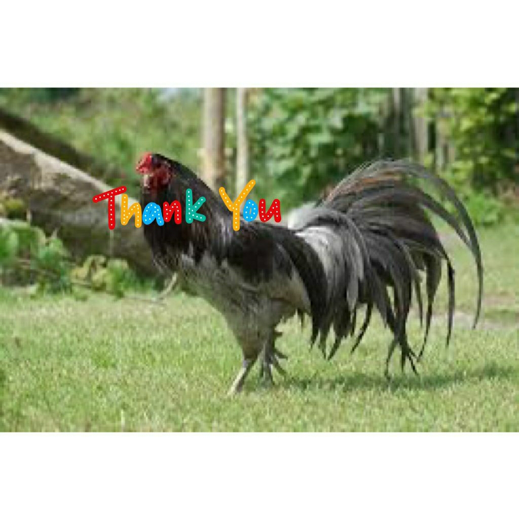 TELUR AYAM HIAS BLACK SUMATRA ASLI PERTIL BISA UNTUK DI TETASKAN DI JAMIN MENETAS