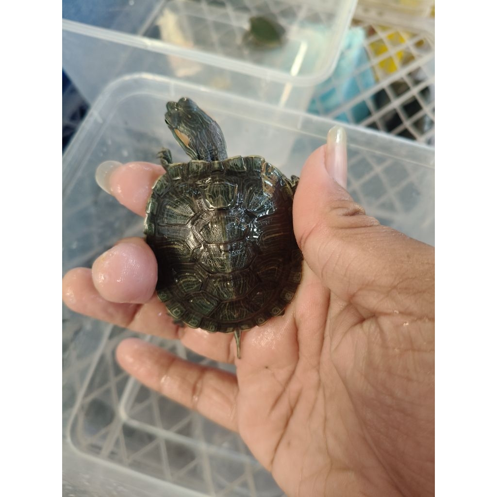 Pelet kura brazil Het Albino