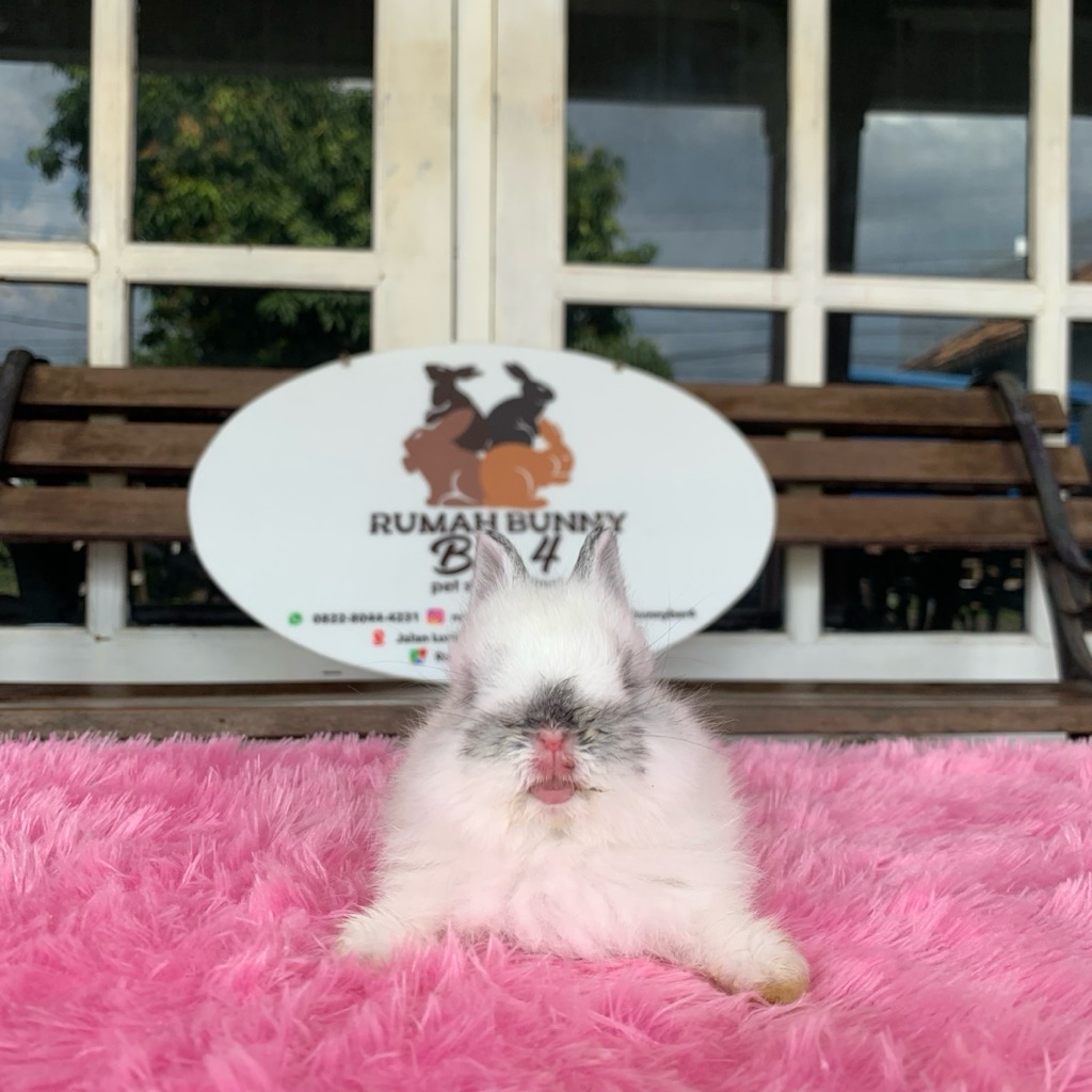 kelinci netherland dwarf jantan 1