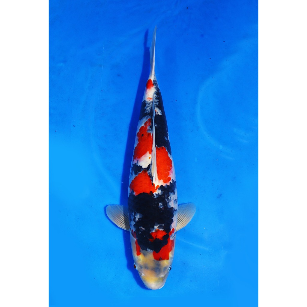 Koi Import Showa Isa Koi Farm Size 57 cm
