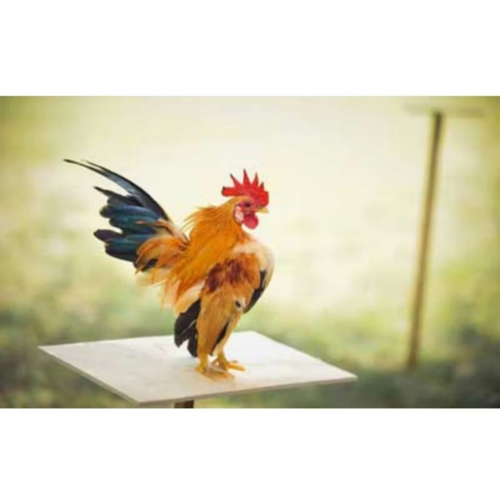 TELUR FERTIL AYAM HIAS SERAMA UNTUK DI TETASAKAN