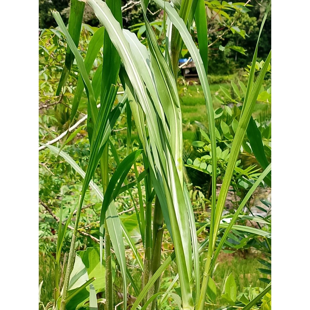 Bibit rumput inggres atau rumput gajah buat pakan sapi, kambing,kerbau, dan domba