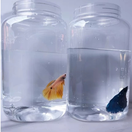 TOPLES 2 LITER KOTAK / TOPLES CUPANG 2 LITER / TOPLES 2 LITER KOTAK 12 pcs