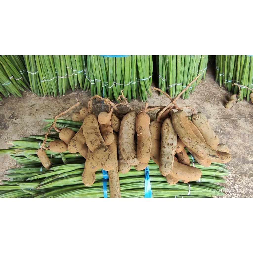 asem mentah asam muda asem jawa 250 gram