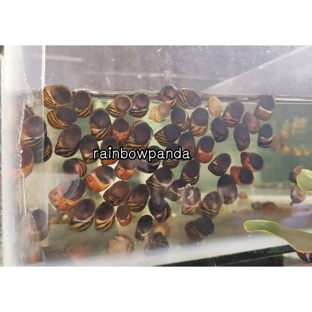 HIASAN AQUARIUM KEONG TURBO KEONG TANDUK KEONG AQUASCAPE KEONG AQUARIUM SIPUT TANDUK SIPUT TURBO
