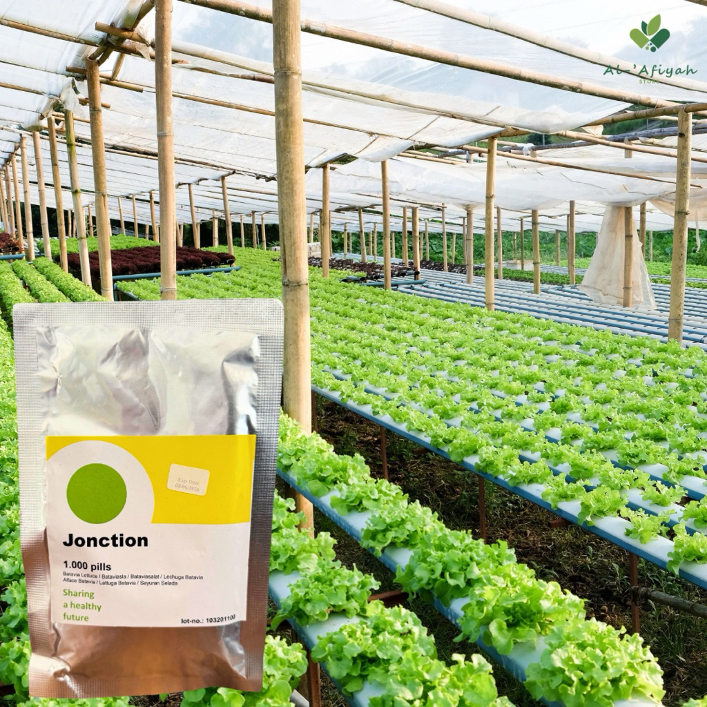 Benih Selada RZ Jonction 1000 pills