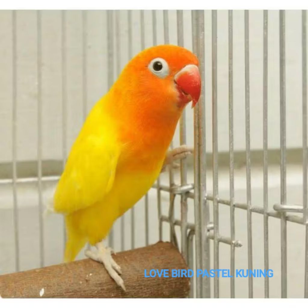 LOVE BIRD WARNA KUNING LUTINO MATA HITAM MEWAH ISTIMEWA