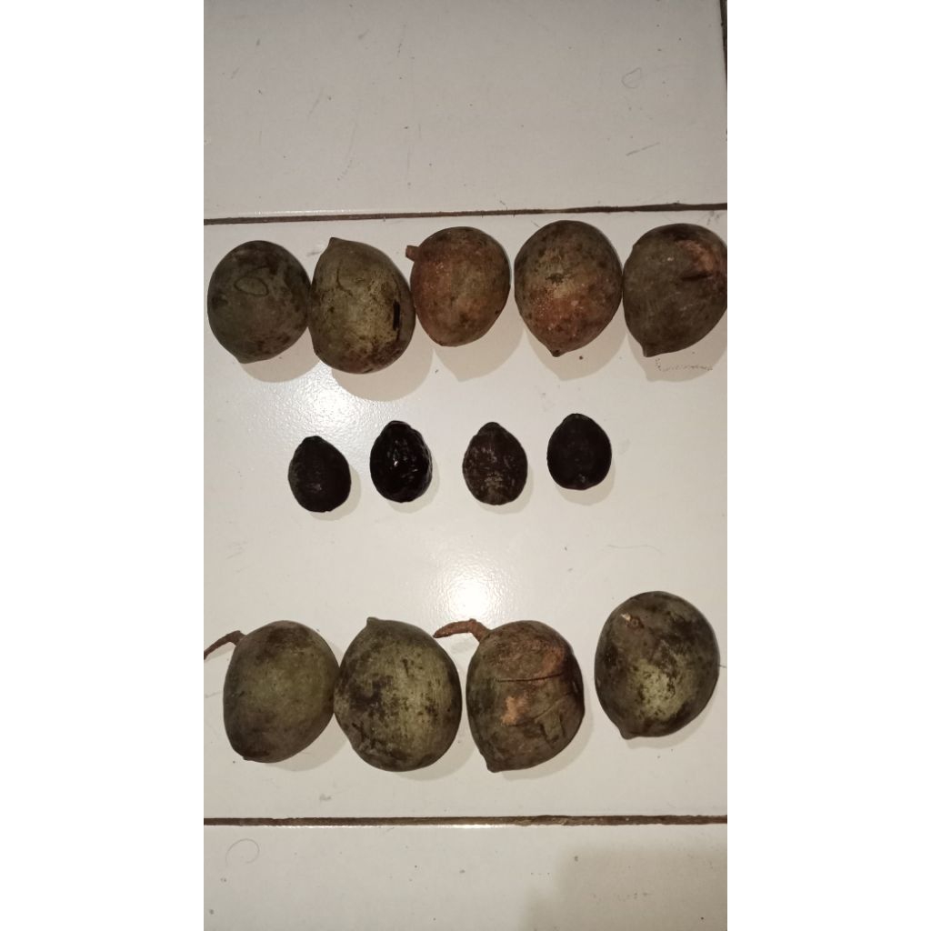 muncang jayanti (MUNCANG ADU JAYANTI SI MAYIT)