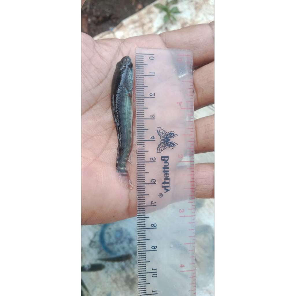 Bibit Ikan Gabus Hidup 5–6 cm | Benih Gabus Sehat & Aktif |150ekor+bonus5ekor | Siap Tebar Kolam / T