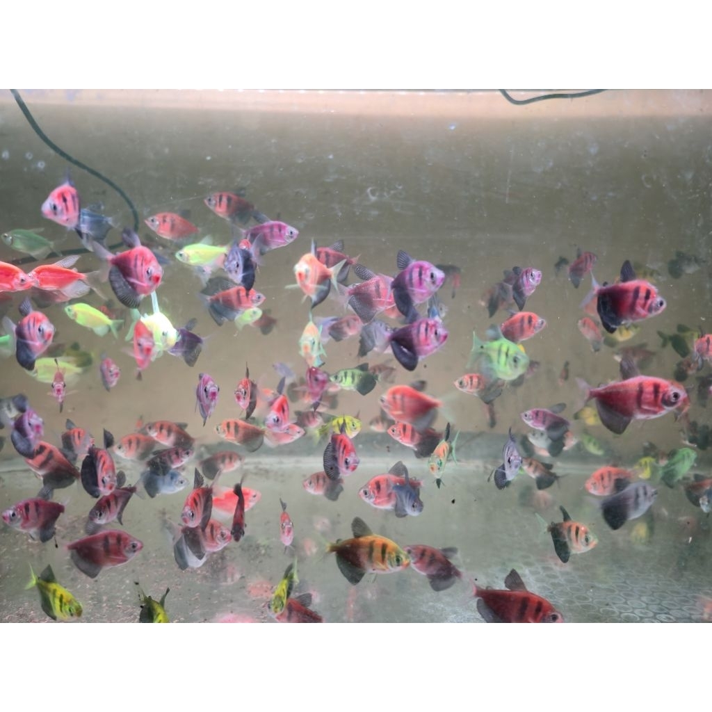 IKAN HIAS WARNA WARNI TIGER GLOFISH KHUSUS INSTANT