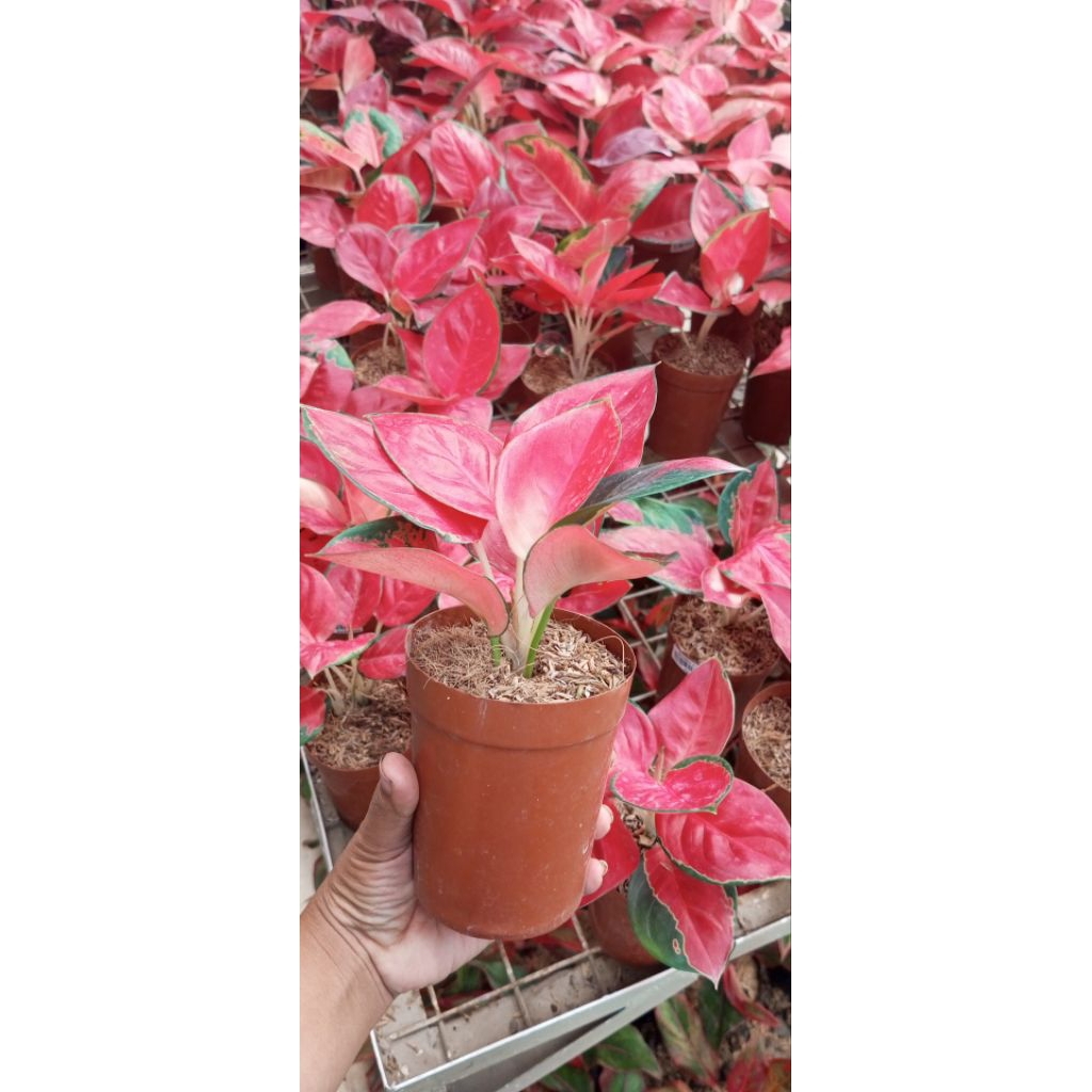 Aglaonema Suksom Jaipong.