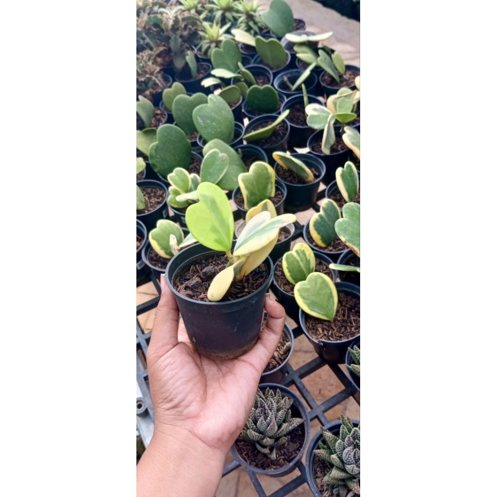 Tanaman Hoya kerrii variegata, sweetheart hoya.