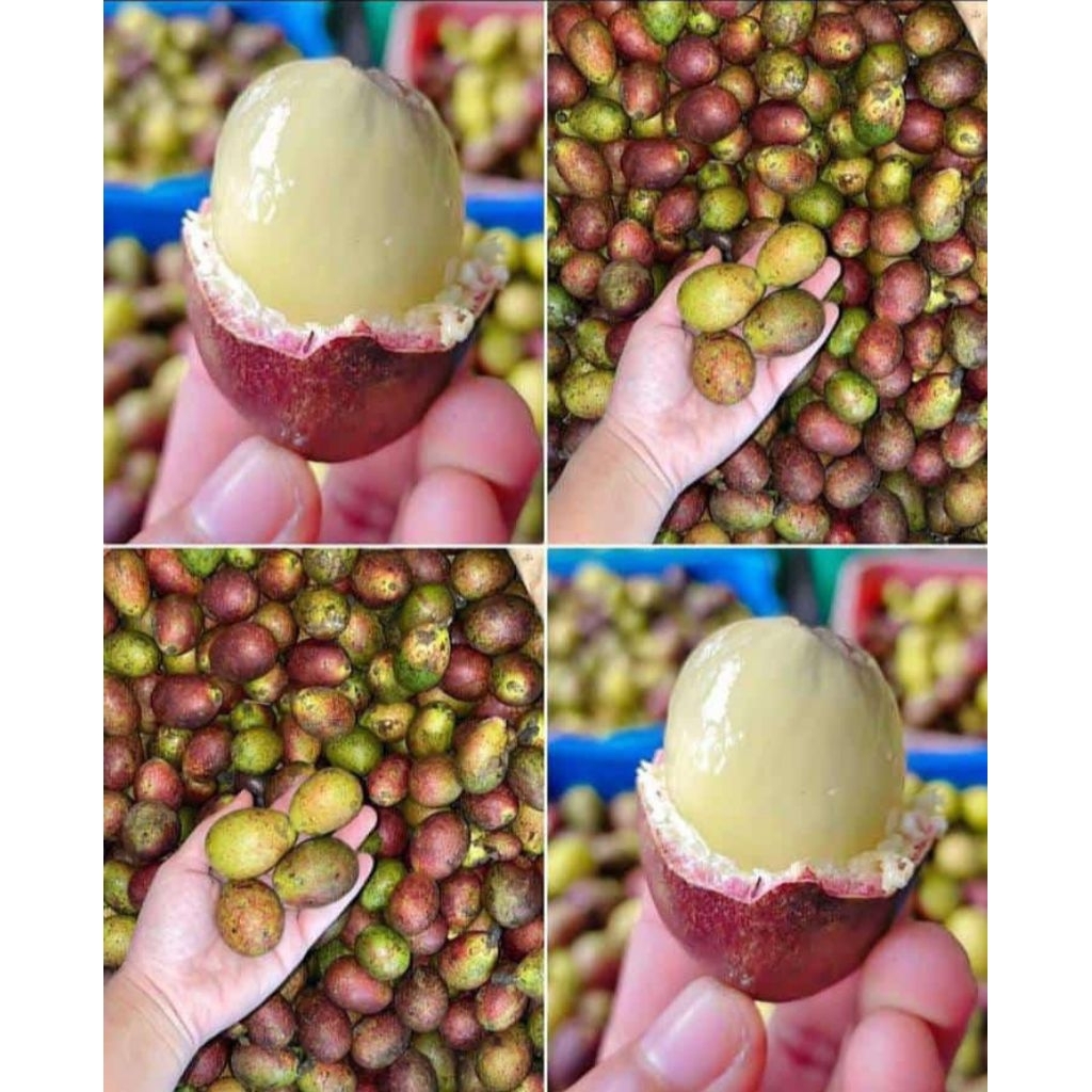 BUAH MATOA 3 RASA DURIAN MIX KELENGKENG