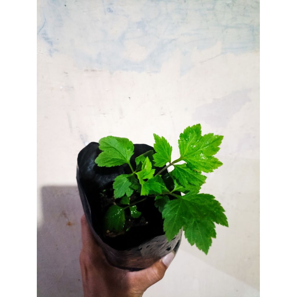 bibit herbal gingseng Dieng purwoceng dataran rendah