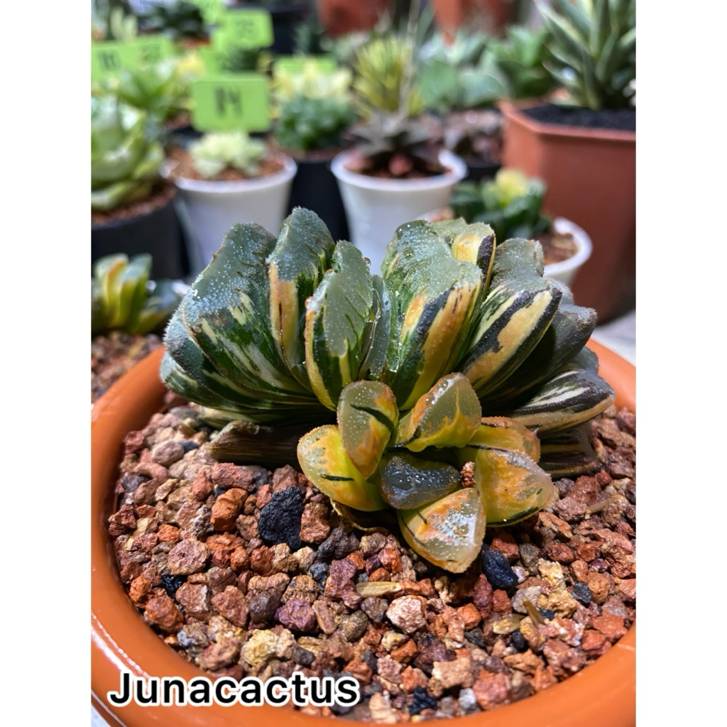 Haworthia Truncata seiko nishiki variegata dewasa/indukan