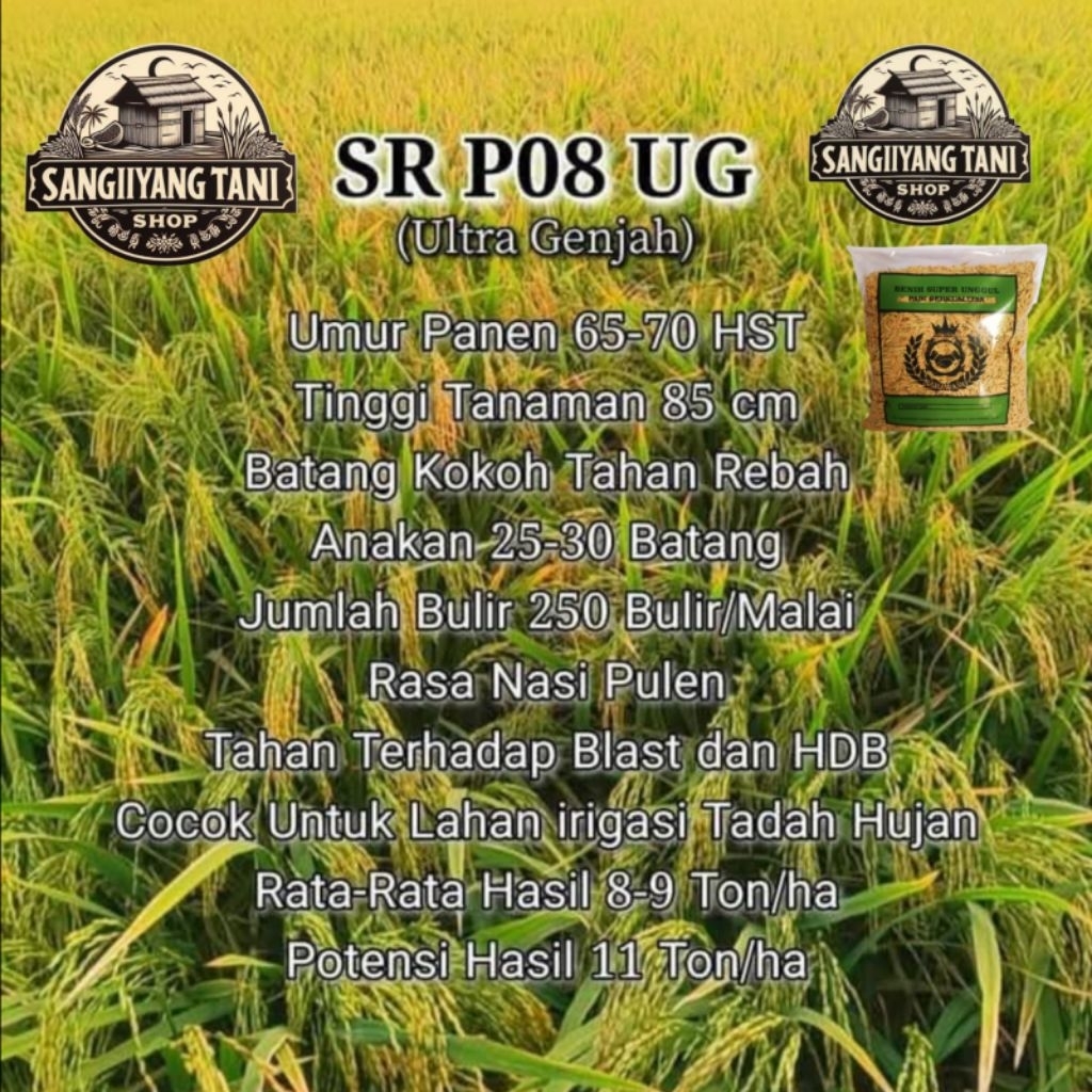 Benih bibit padi 1kg  SR P08 UG
