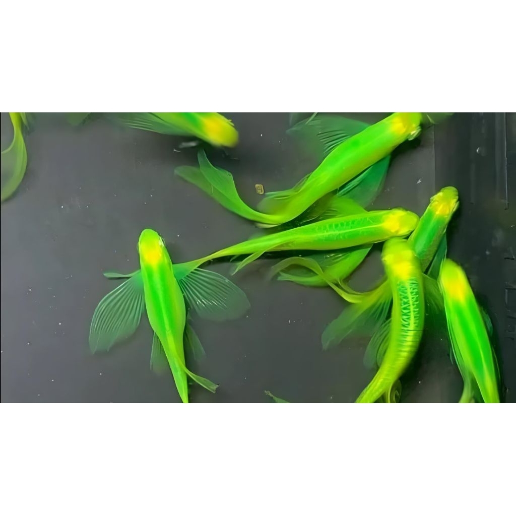 Danio slayer Cantik sehat indukan