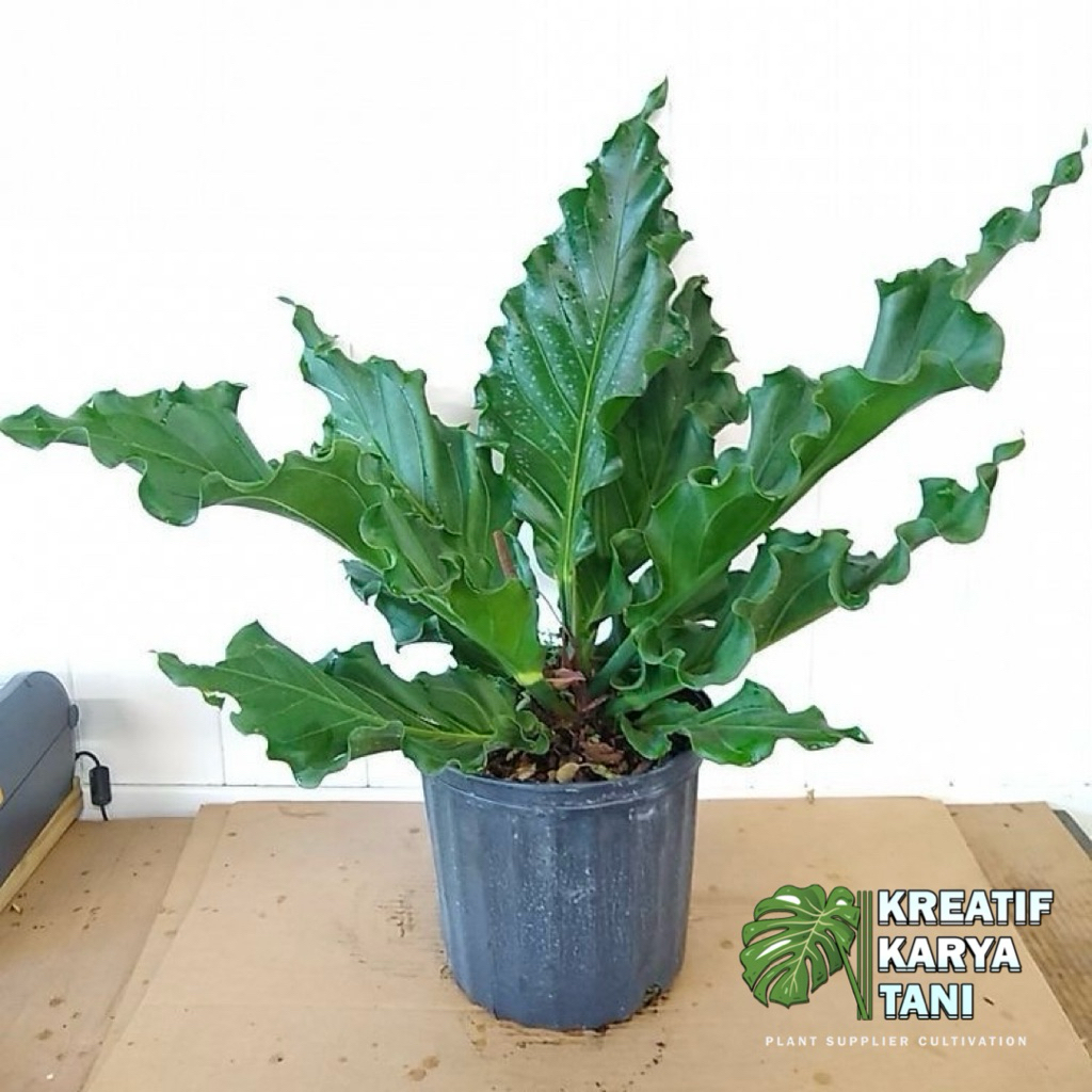 Anthurium gelombang cinta - Anturium gelombang cinta