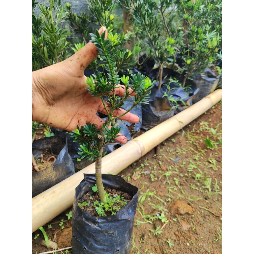 Bahan Bonsai Lohansung Airbrush/ Lohansung Mikro/ Lohansung Biji Beras