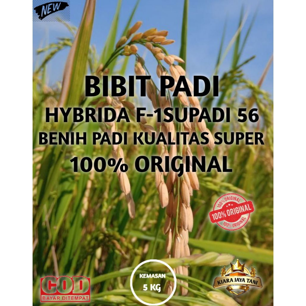 ( 5KG ) BIBIT PADI HYBRIDA F-1SUPADI 56, BENIH PADI KUALITAS SUPER 100% ORIGINAL