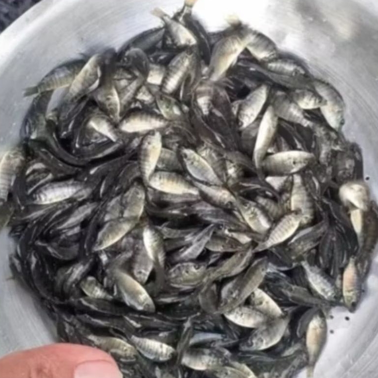 Bibit Benih Ikan Mujair Nila Hitam Nirwana 1 Liter Siap Kirim Jabodetabek