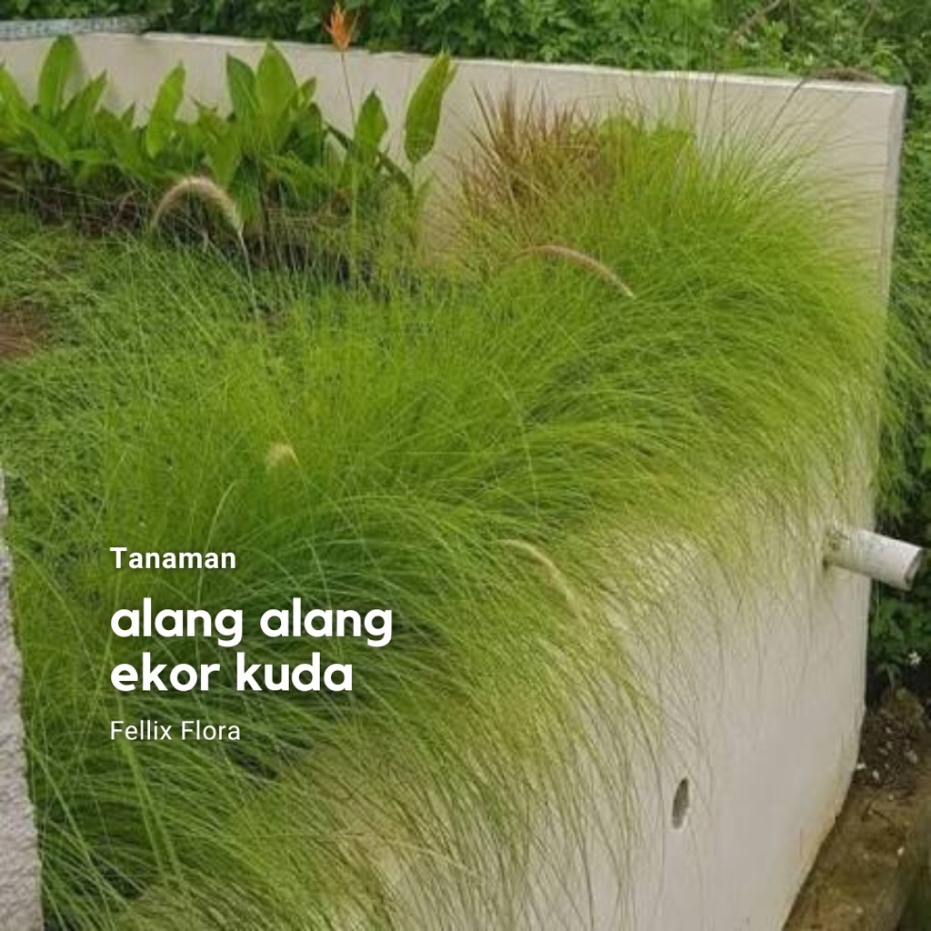 Tanaman Hias Alang Alang Putih / Ekor Kuda/ Rumput Ekor Kuda / Cogon Grass