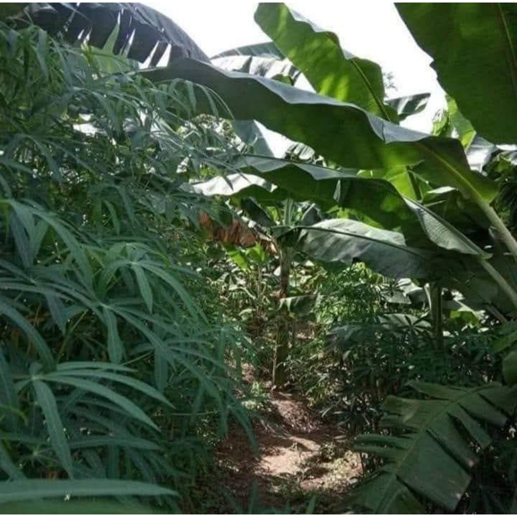 Bibit Singkong Sayur Daun Sempit