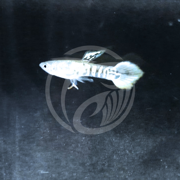 Hiasan Akuarium Yellow Jacket Tiger Endler Guppies Bogor