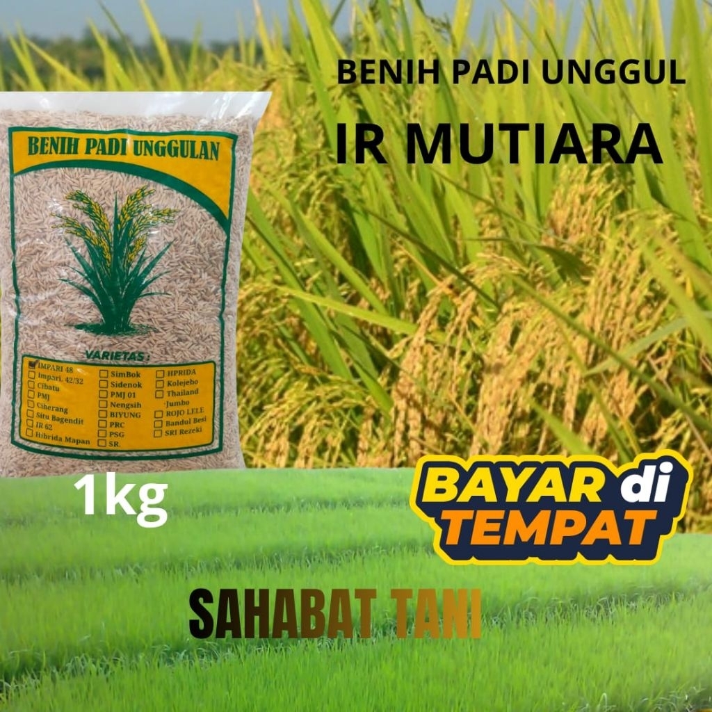 benih padi unggul IR mutiara kemasan 1kg