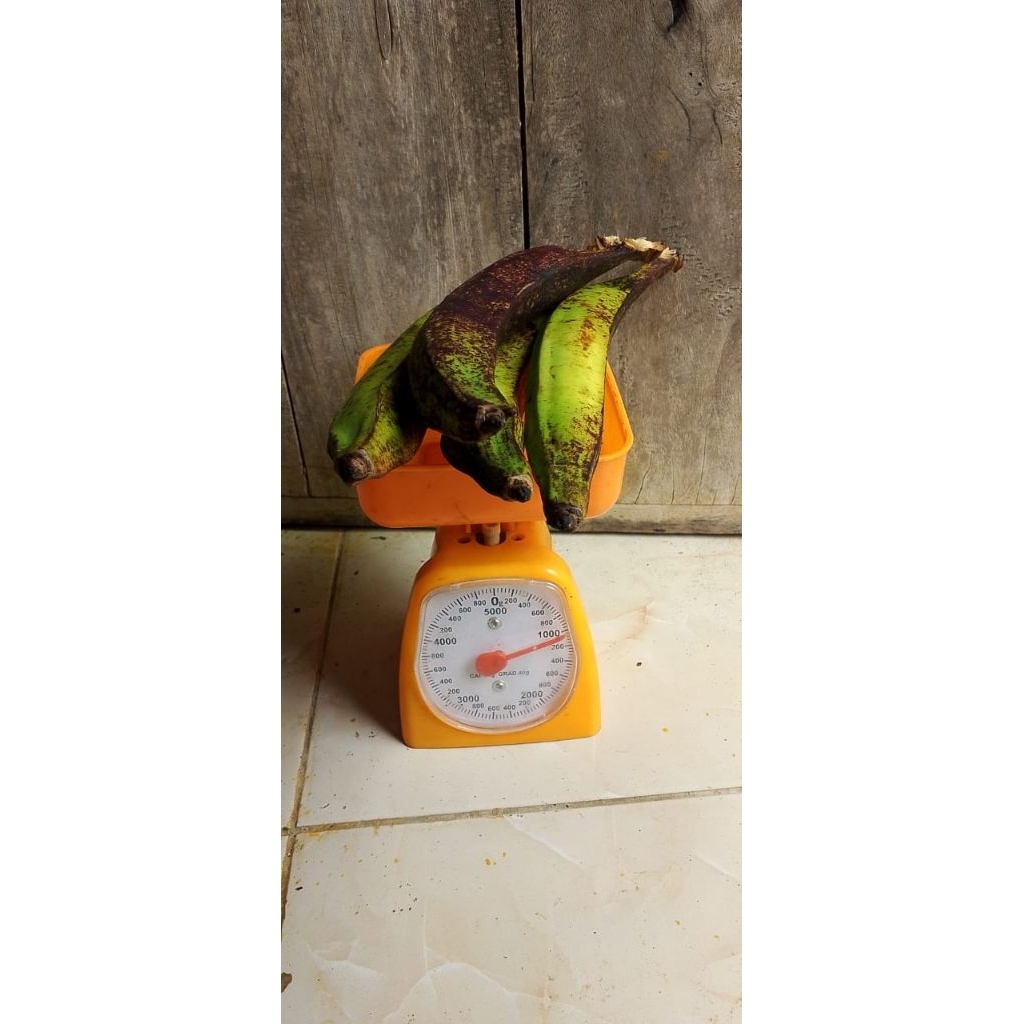 Pisang tanduk tua mentah siap matang