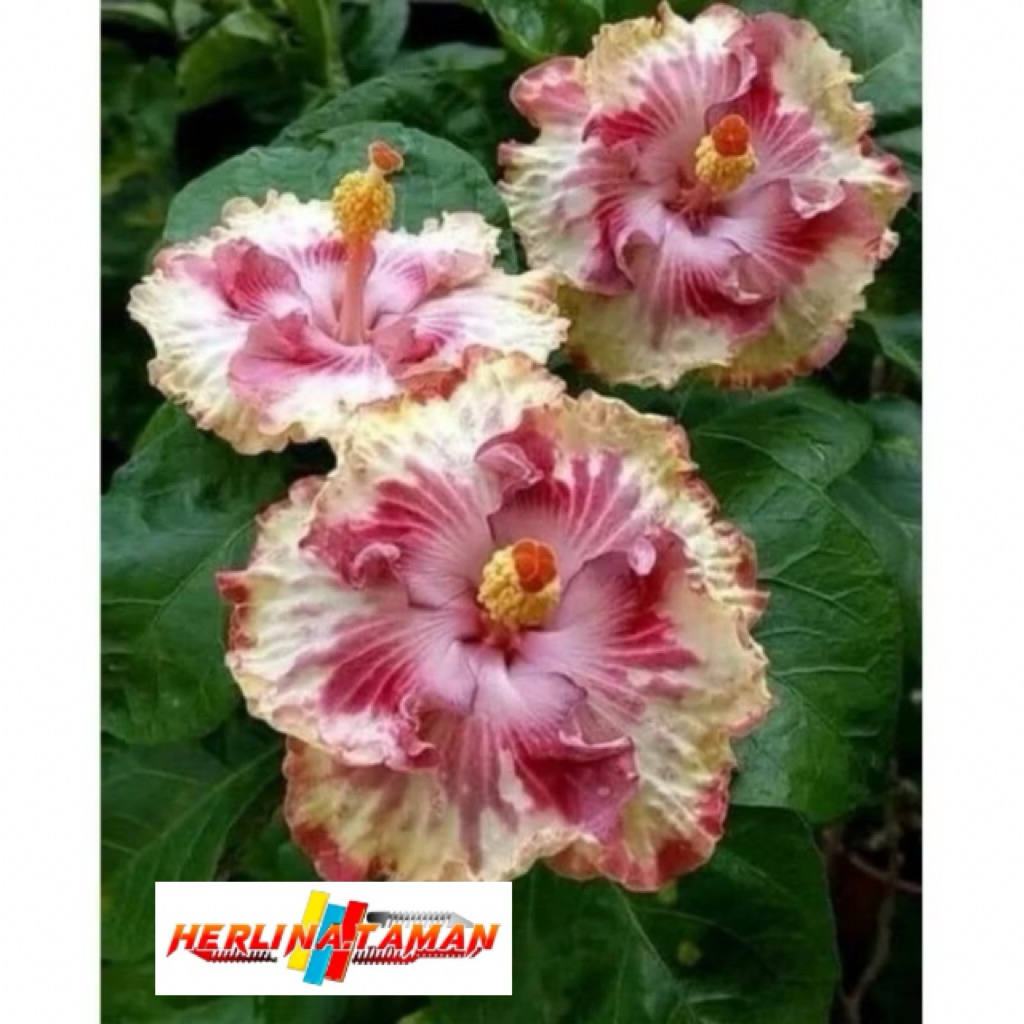 NEW TANAMAN HIAS HIBISCUS BUNGA KEMBANG SEPATU//WHITE ROSE