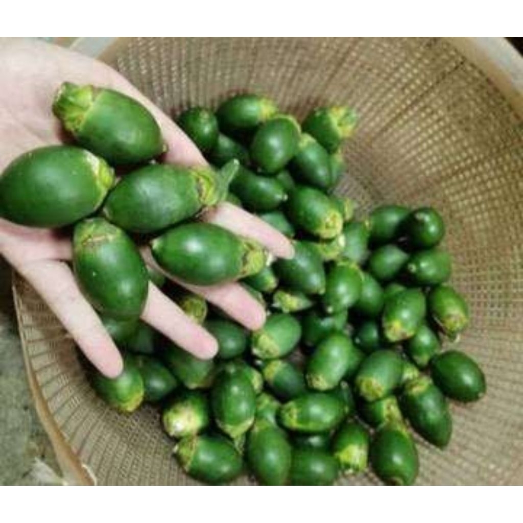 Buah Pinang Muda Segar Fresh 1kg/ Buah Pinang Muda Segar Fresh 1kg