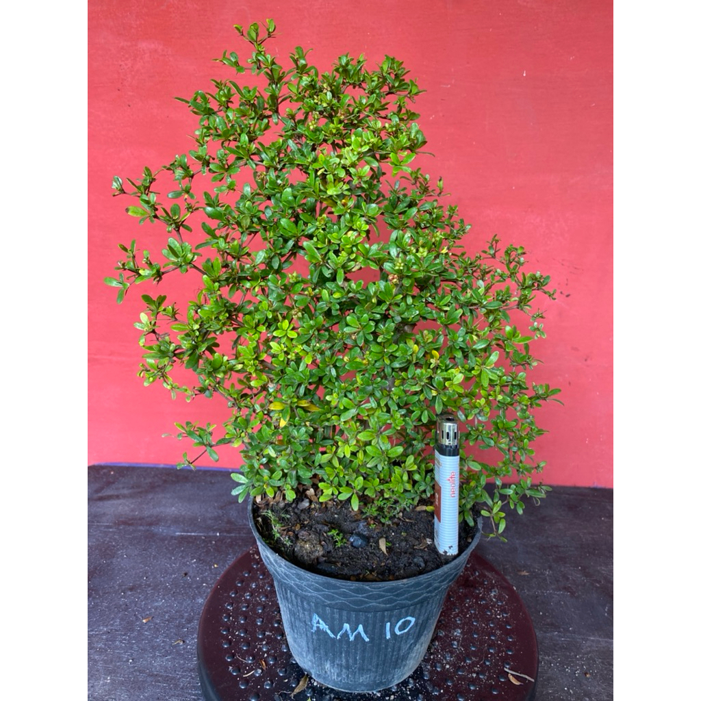 Bahan Bonsai Black Olive