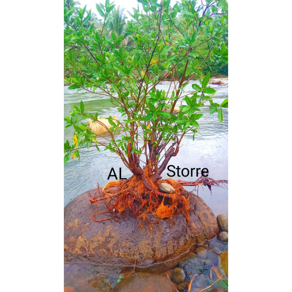 bahan bonsai loa,cabutan loa dari sungai bahan bonsai cantik