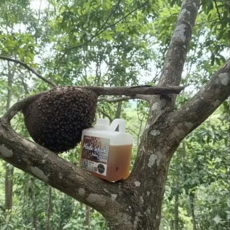 Madu Lebah Hutan Borneo