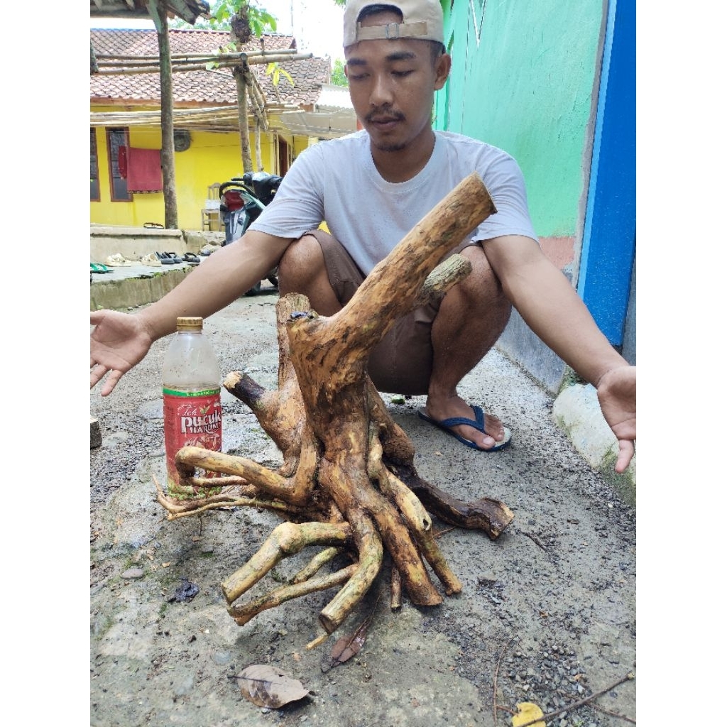 bahan dongkelan wahong gunung prokar batang tua