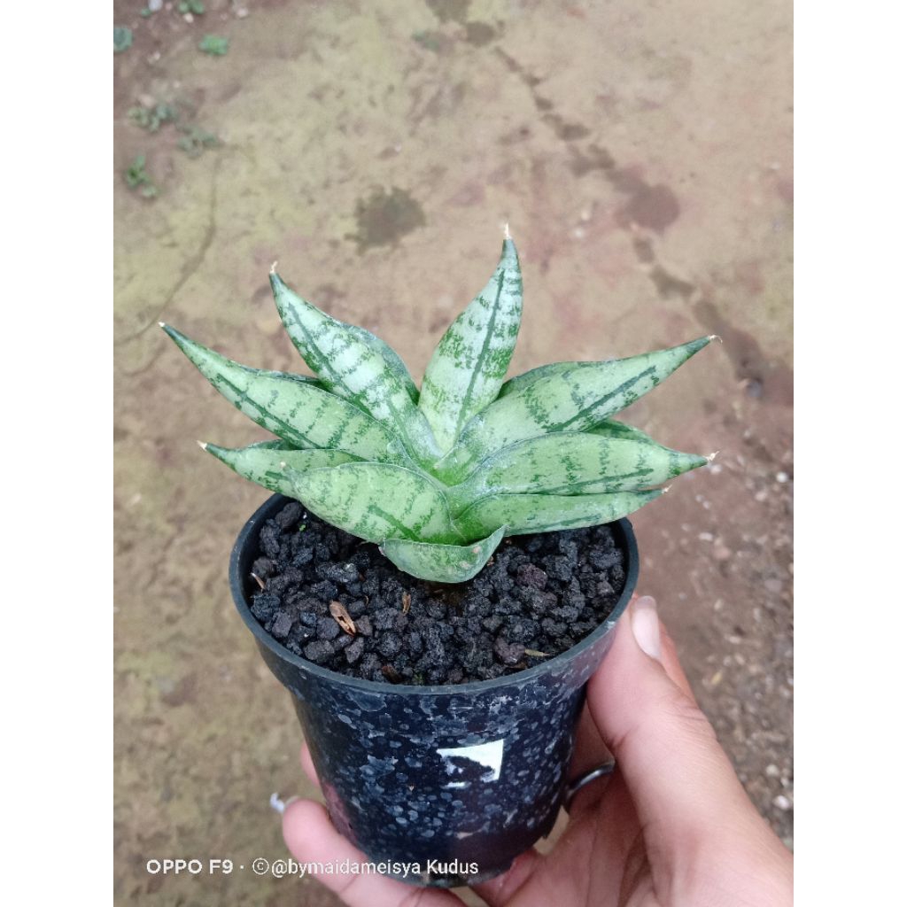 tanaman hias sanse boncel new clone kecil