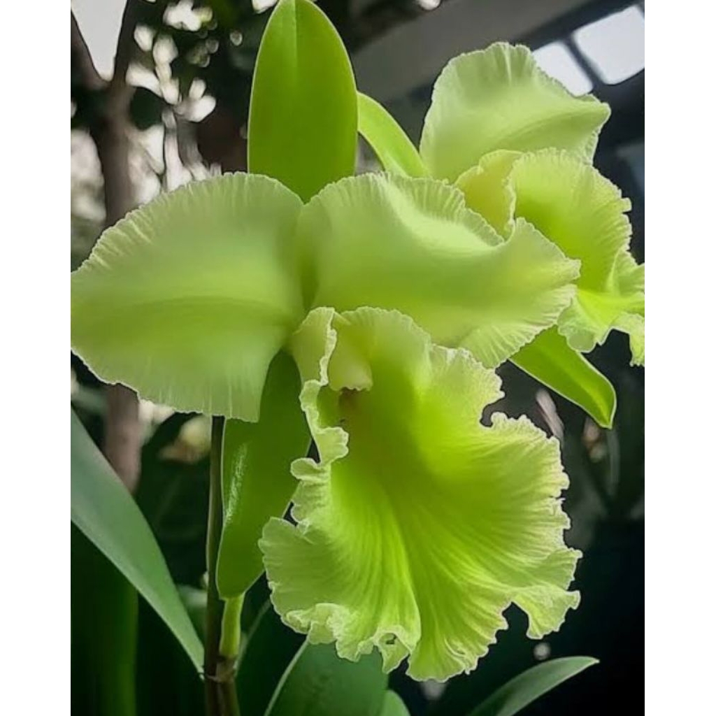 Anggrek Catleya bunga hijau