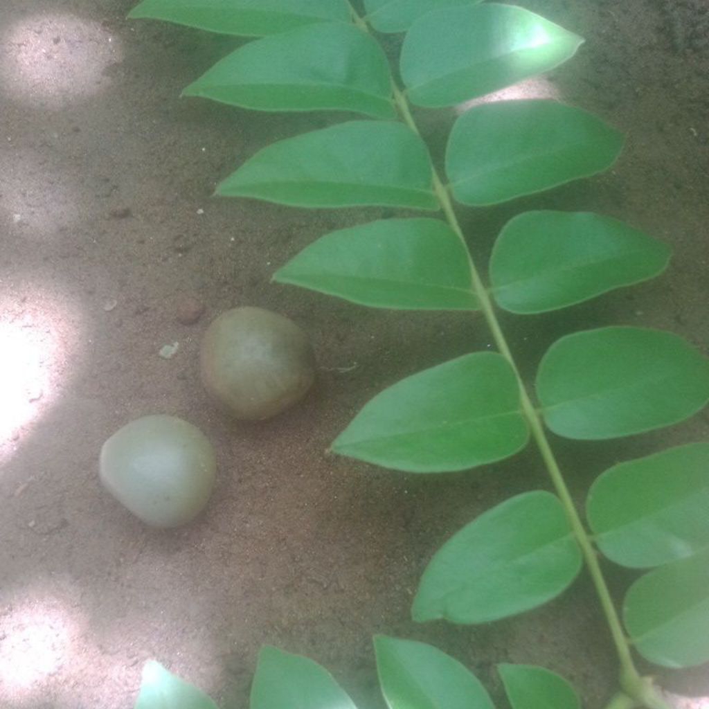 buah kalaloyang kebiul gorek untuk ginjal