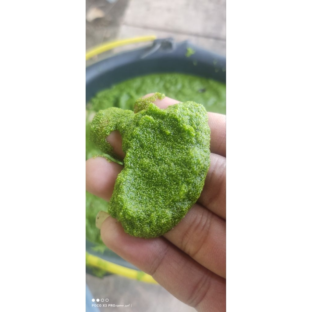 Wolffia segar 500g-Pakan organik- Pakan Ikan & Unggas Alami – Wolffia Protein Tinggi, Pengganti Pele