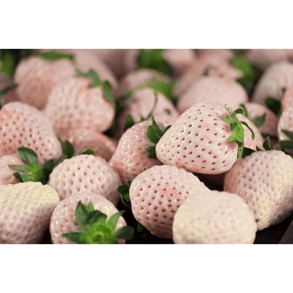 PREMIUM - Bibit Strawberry Putih