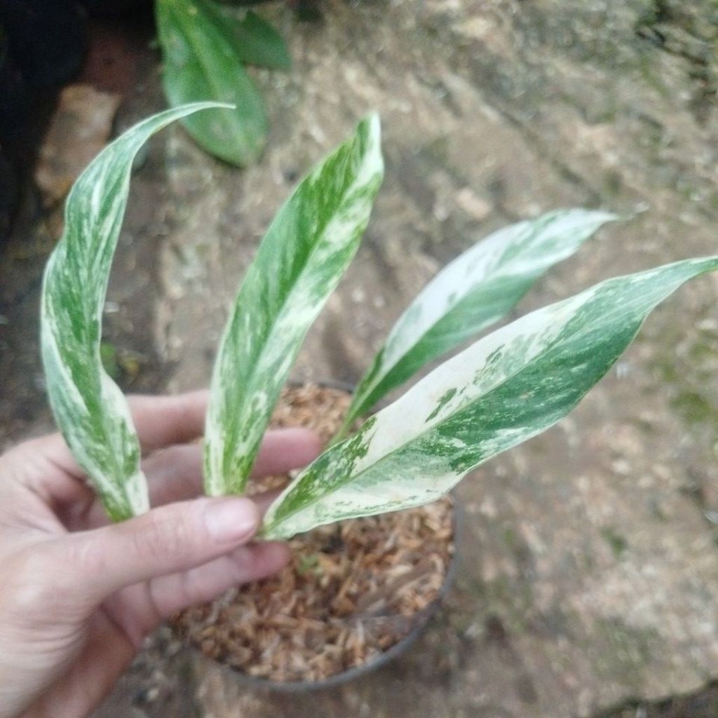 Tanaman Monstera Megasperma Variegata