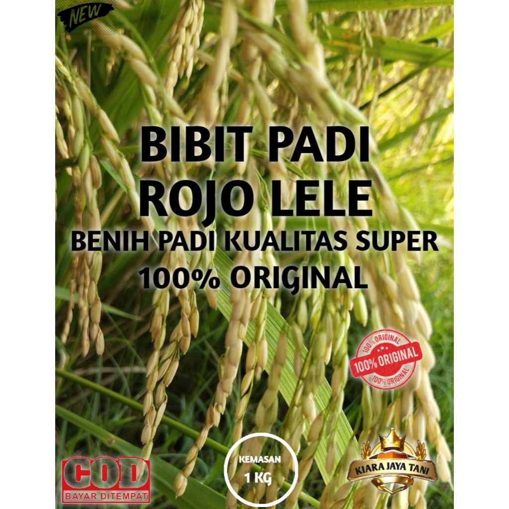 ( 1KG ) BIBIT PADI ROJO LELE, BENIH PADI KUALITAS SUPER 100% ORIGINAL