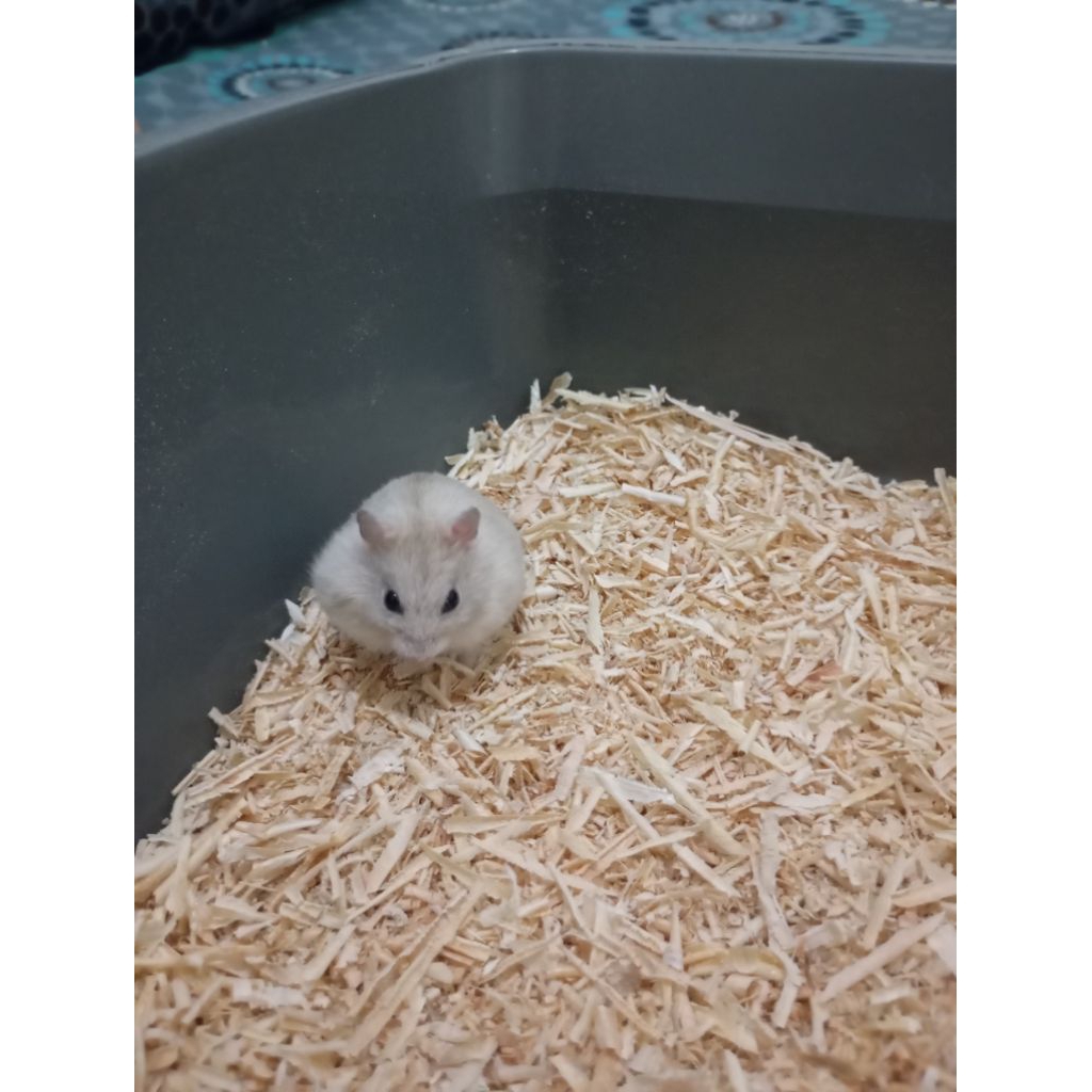 HAMSTER Winter white Golden Mata Hitam (DEWASA)