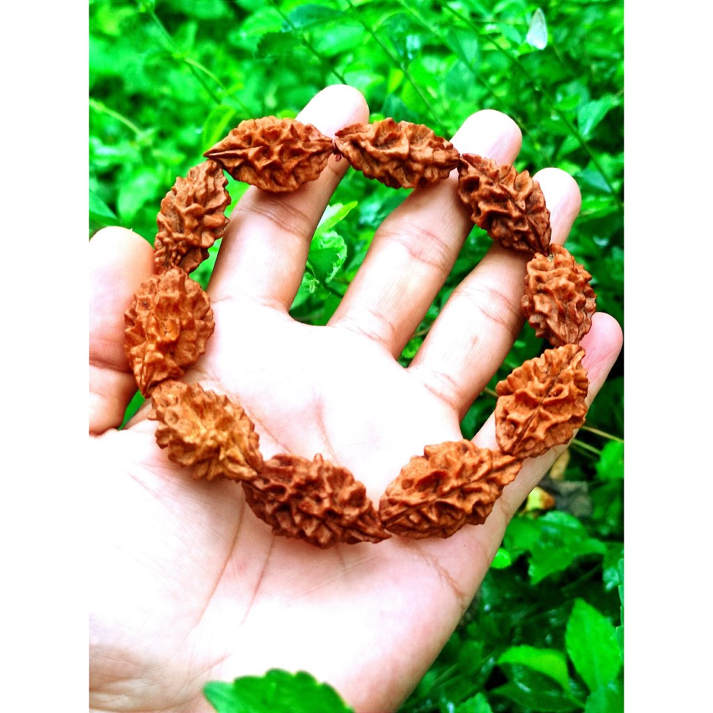 Gelang Jenitri Rudraksha Garis 2 Mukhi 2 Besar Jumbo Ukuran Besar 20–30Mm