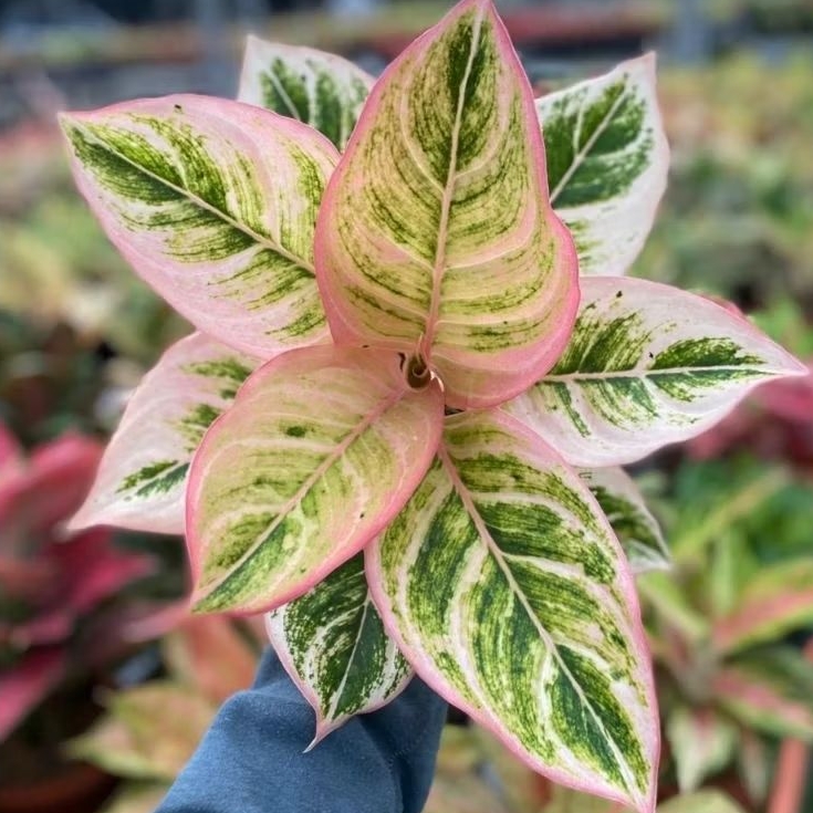 Aglonema lipstik dejavu size besar daun rimbun, tanaman hias aglonema dejavu