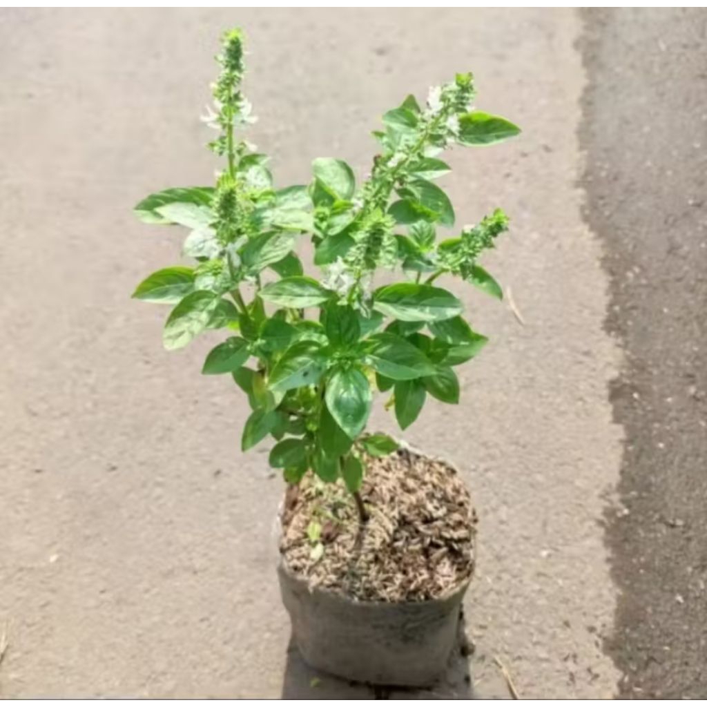 Tanaman Basil | Panda Mulya | Tanaman Basil Sayur