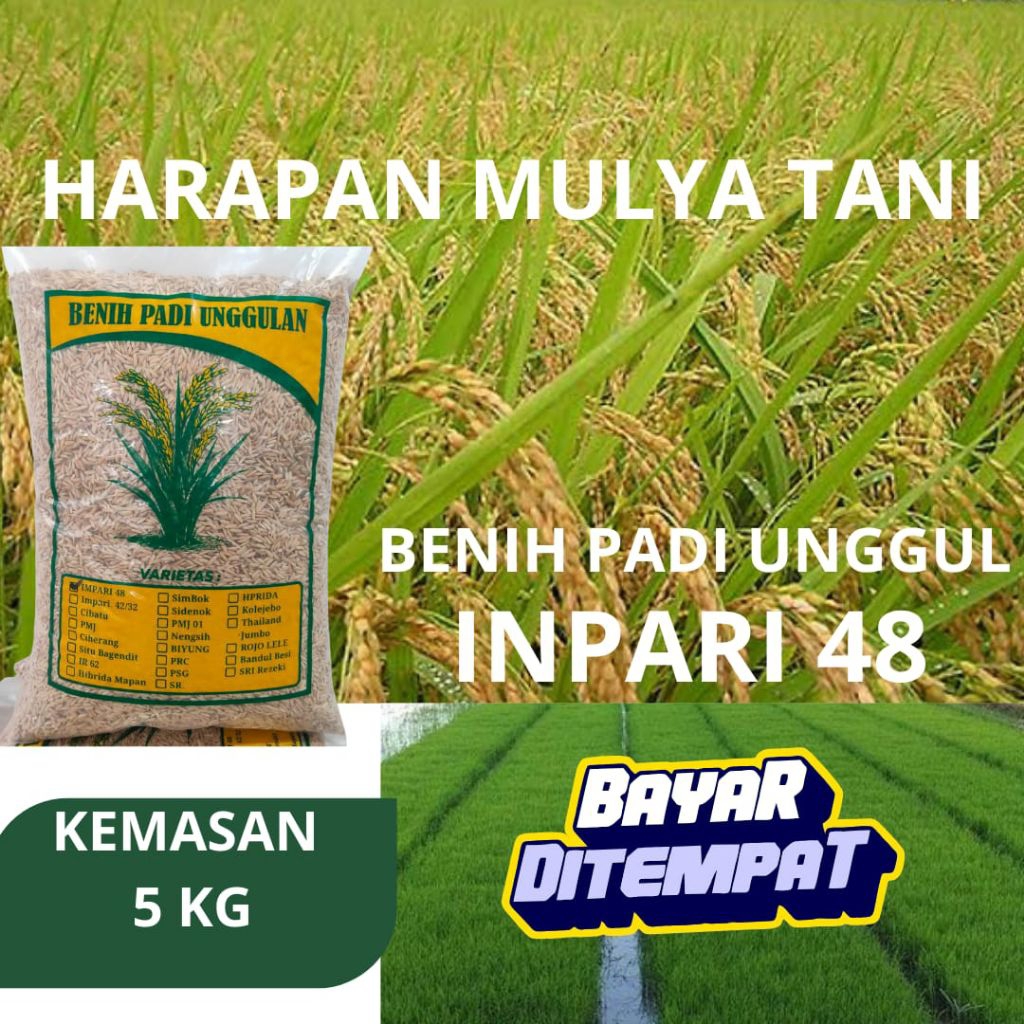benih padi unggul berkualitas Inpari 48 kemasan 5 KG